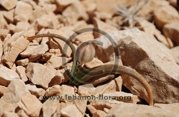 Allium libani Boiss. - 9