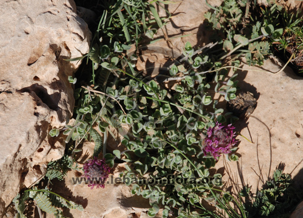 Astragalus emarginatus Labill. - 8