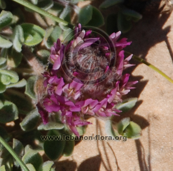 Astragalus emarginatus Labill. - 7