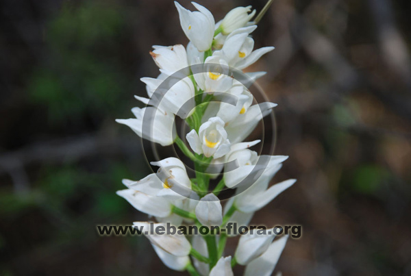 Cephalanthera longifolia - 9