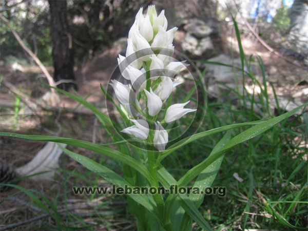 Cephalanthera longifolia - 8