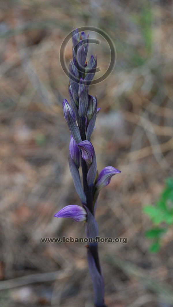 Limodorum abortivum L. - 6