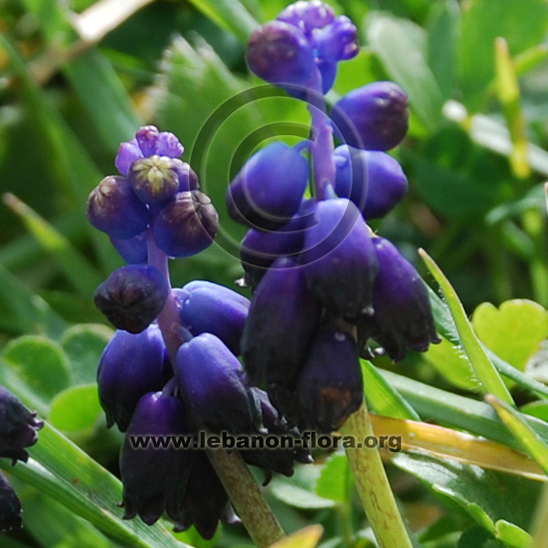 Muscari racemosum - 7