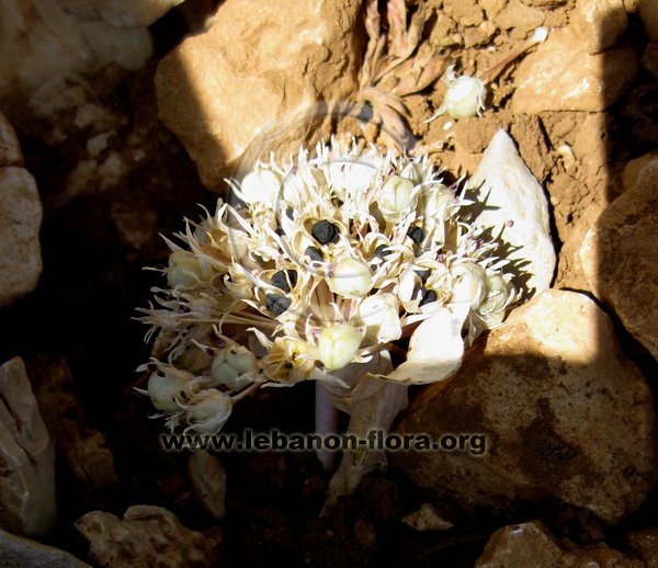 Allium libani Boiss. - 8