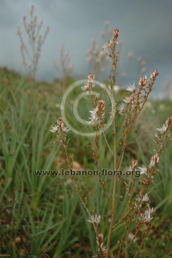 Asphodelus microcarpus Salzm. - 6