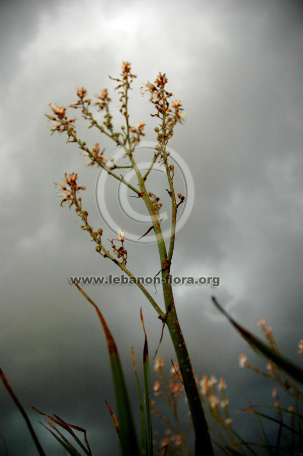 Asphodelus microcarpus Salzm. - 4