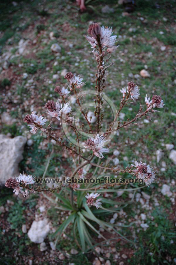 Asphodelus microcarpus Salzm. - 5