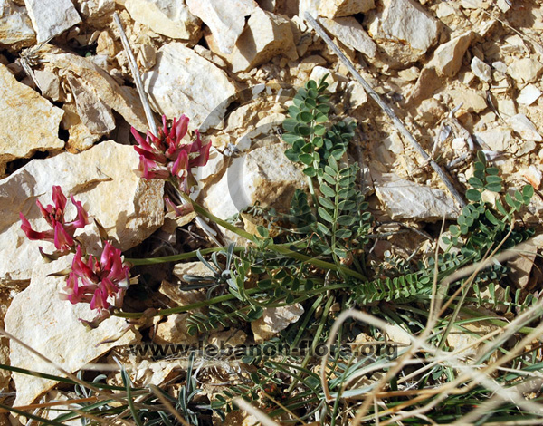 Astragalus angulosus - 5