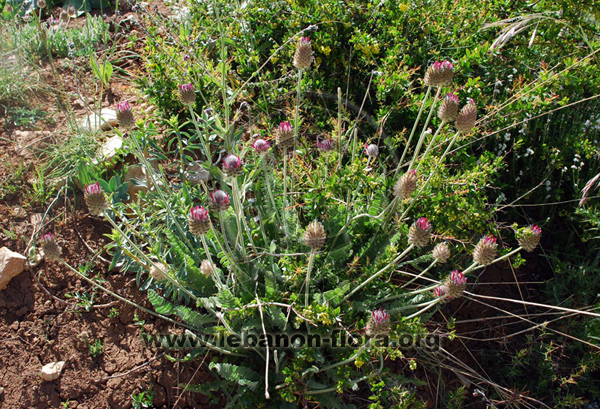 Astragalus emarginatus Labill. - 6