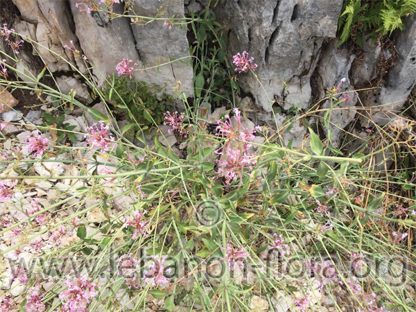 Centranthus longiflorus Steven - 4