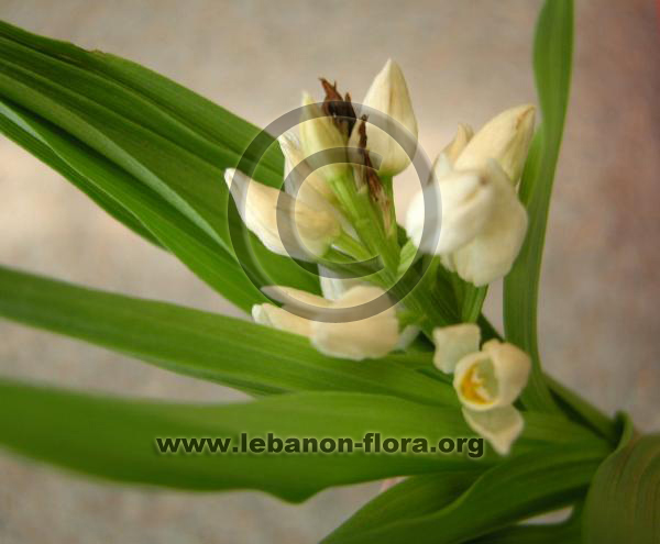 Cephalanthera longifolia - 7