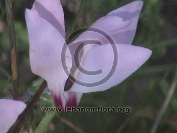 Cyclamen persicum Mill. - 8