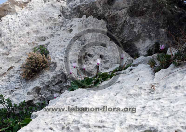 Cyclamen persicum Mill. - 9