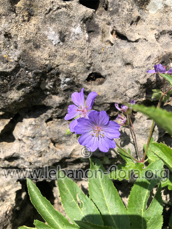 Geranium libani P. - 7