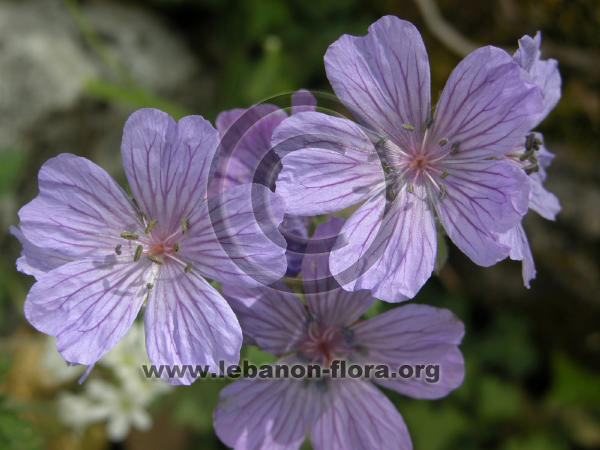 Geranium libani P. - 5