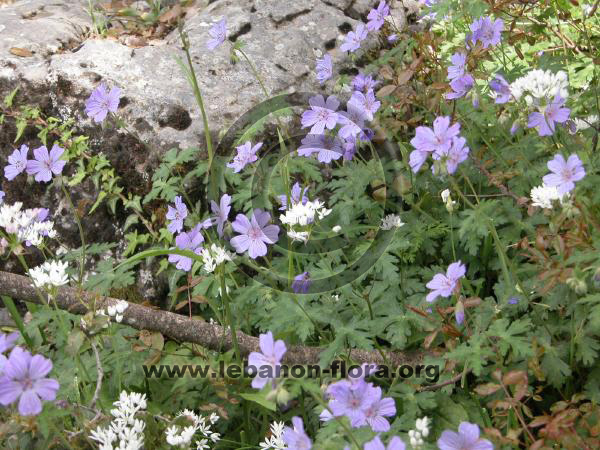 Geranium libani P. - 8