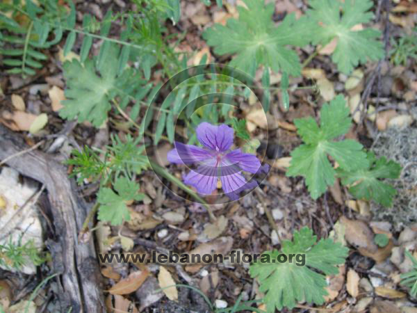 Geranium libani P. - 6