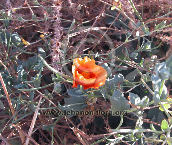 Glaucium leiocarpum Boiss. - 5