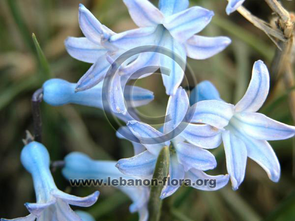Hyacinthus orientalis L. - 9
