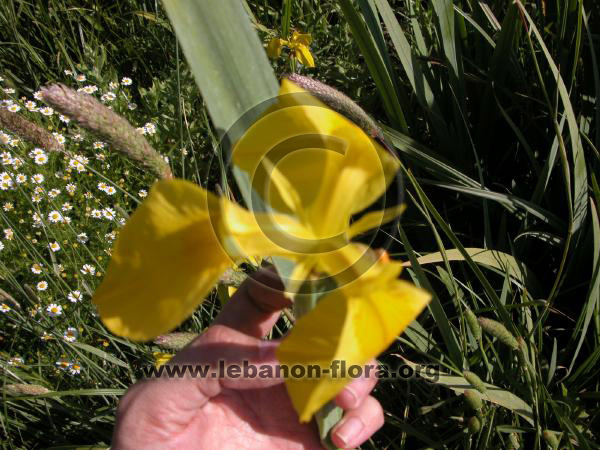 Iris pseudacorus L. - 5