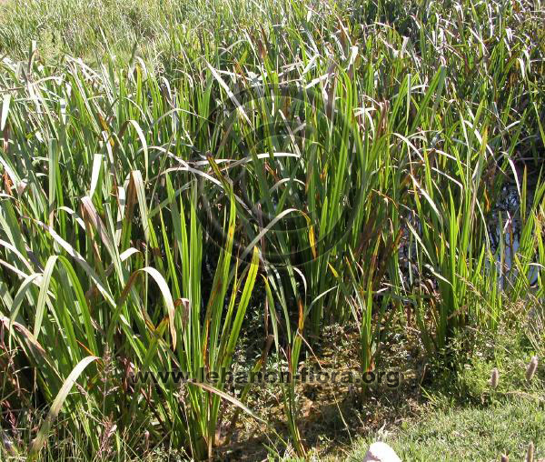 Iris pseudacorus L. - 6