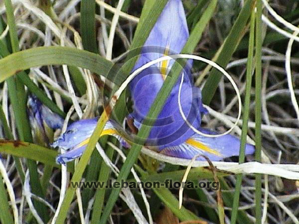 Iris unguicularis cretensis - 2
