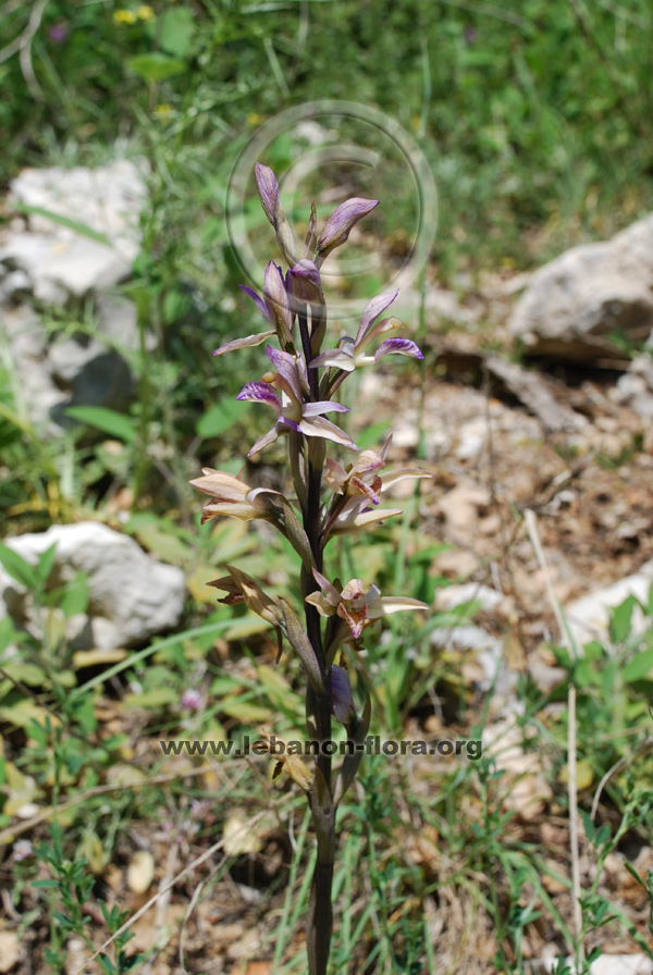 Limodorum abortivum L. - 8