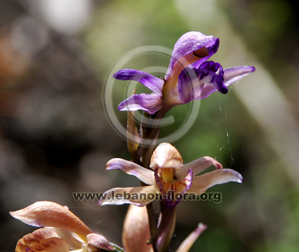 Limodorum abortivum L. - 5