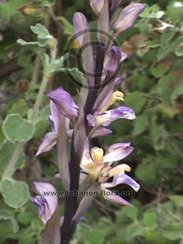 Limodorum abortivum L. - 7