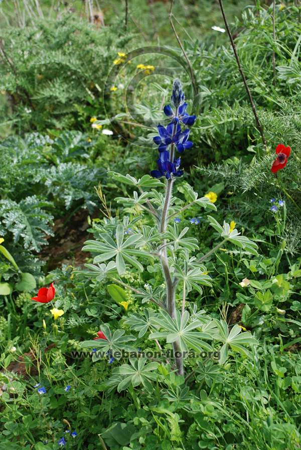 Lupinus digitatus Forssk. - 6