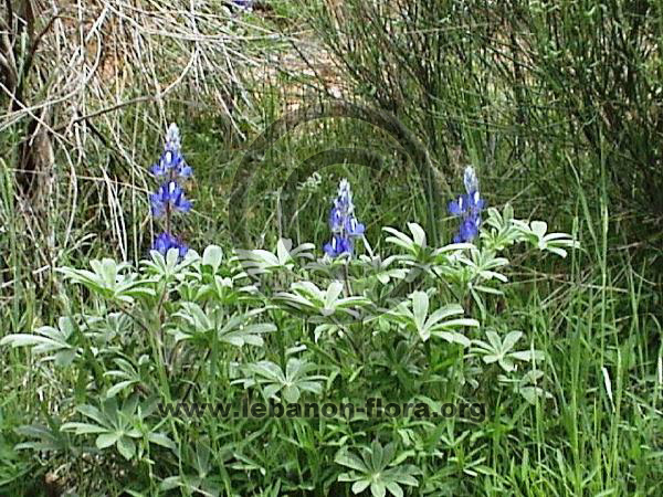 Lupinus digitatus Forssk. - 8
