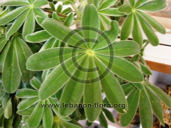 Lupinus digitatus Forssk. - 9