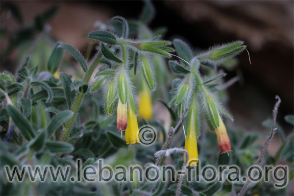 Onosma frutescens Lam. - 9