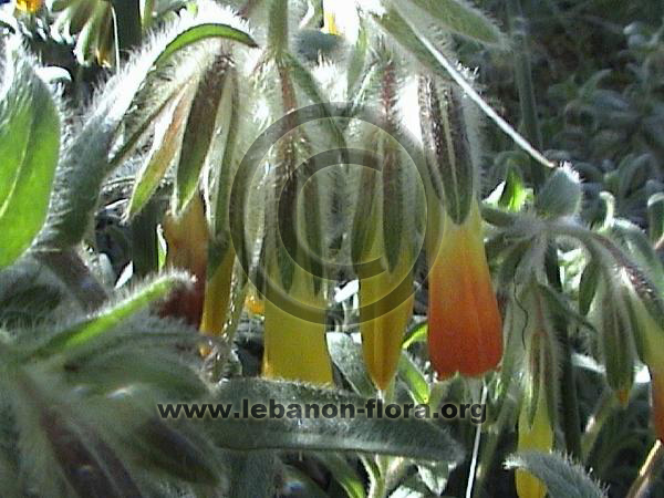 Onosma frutescens Lam. - 6