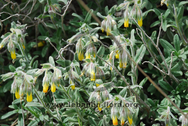 Onosma frutescens Lam. - 7