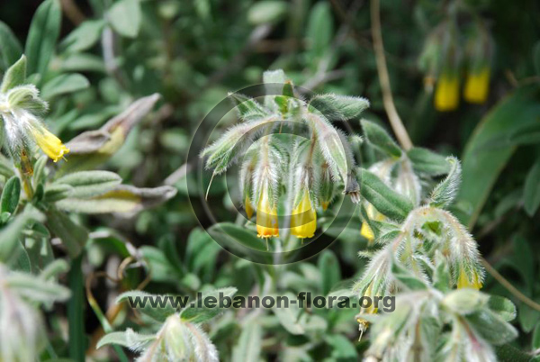Onosma frutescens Lam. - 8