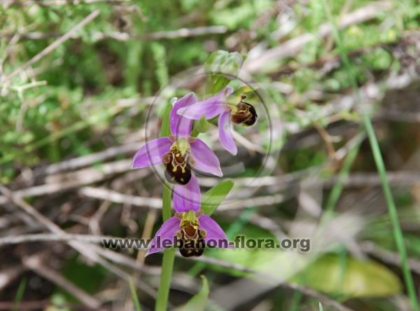 Ophrys apifera Hudson. - 9