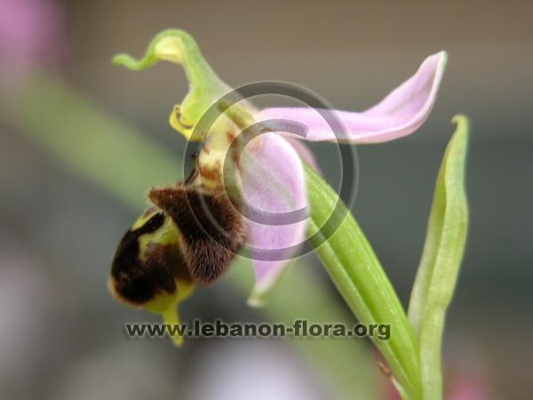 Ophrys apifera Hudson. - 8