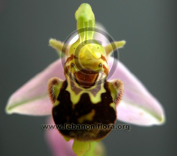 Ophrys apifera Hudson. - 7
