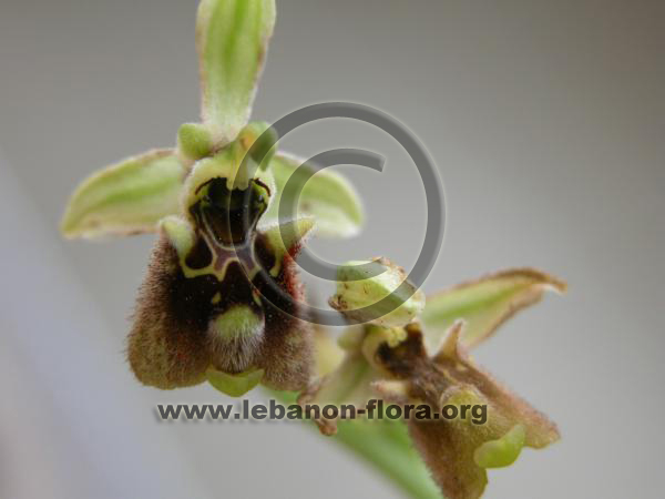 Ophrys fuciflora subsp - 9