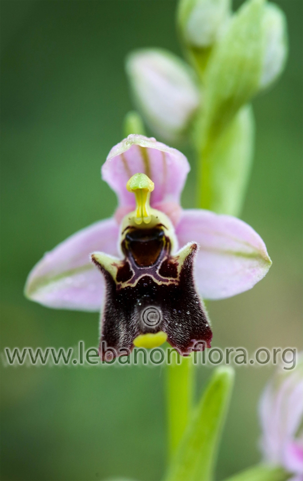 Ophrys fuciflora subsp - 7