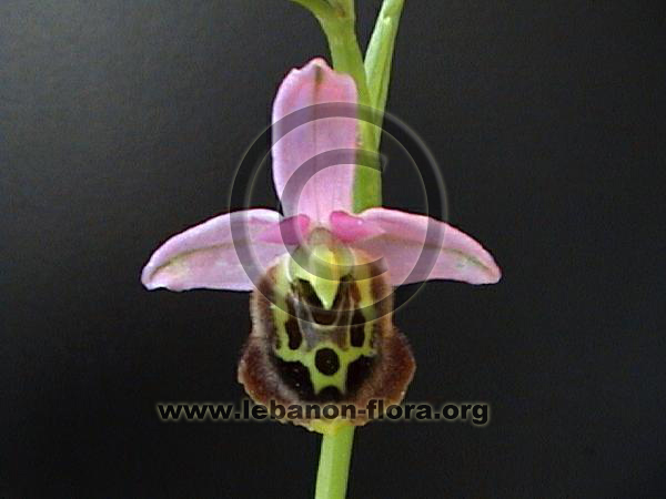 Ophrys fuciflora - 7