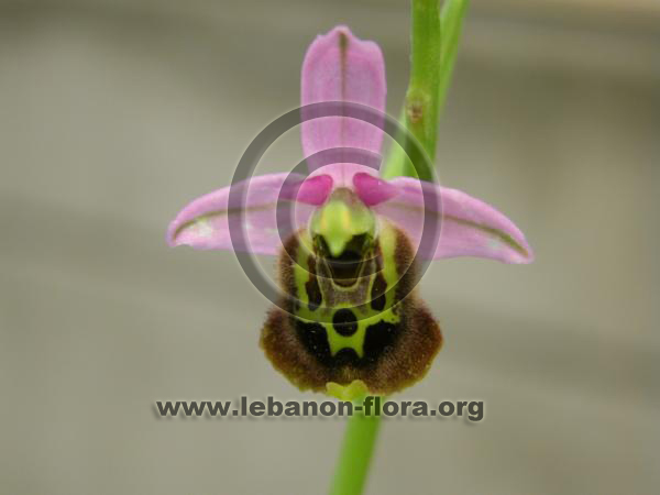 Ophrys fuciflora - 8