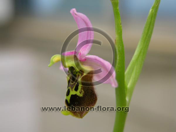 Ophrys fuciflora - 9