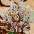 Allium libani Boiss. - 6