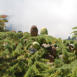 Cedrus libani A. - 7