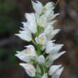 Cephalanthera longifolia - 3