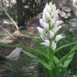 Cephalanthera longifolia - 2