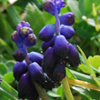 Muscari racemosum - 2
