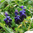 Muscari racemosum - 4
